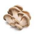 Oyster Mushroom
